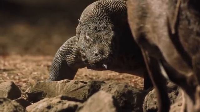 Это Самые Опасные Рептилии в Мире смотреть онлайн