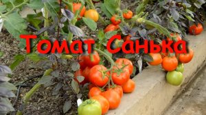 Томат Санька