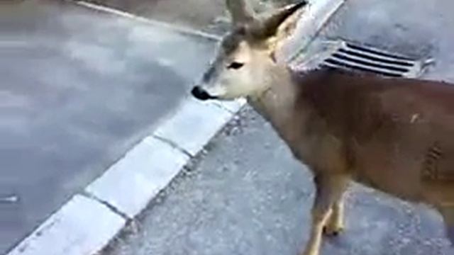 Őzike Sétálgat Szentgotthárd Utcáin