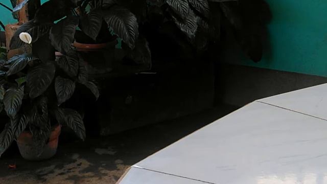 peace lily how to flower смотреть онлайн