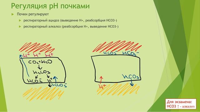 Алкалоз и ацидоз смотреть онлайн