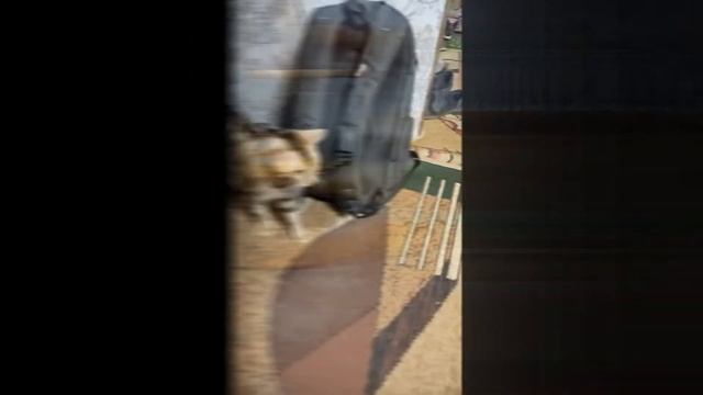 Собака и кошки. Йоркширский терьер. смотреть онлайн