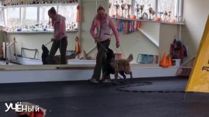 Дрессировка собак. Воспитание щенка. Малинуа NikitA, 6 месяцев