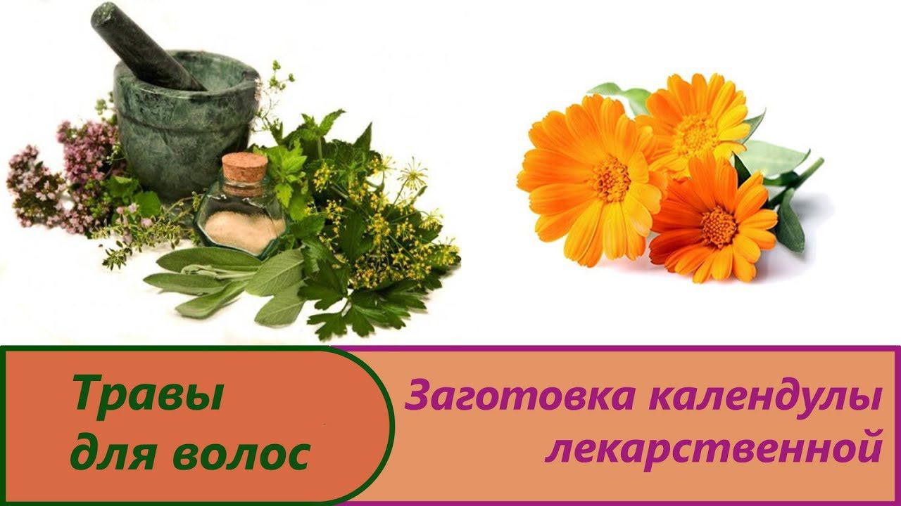 Заготовка календулы лекарственной.Свойства и польза наготков для здоровья.Сушим календулу на зиму