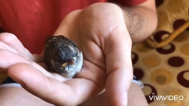 Ручной Воробей!!! смотреть онлайн