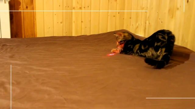 Kitten Munchkin Bengal. Котенок Манчкин смотреть онлайн