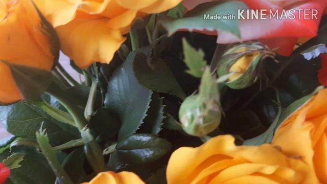 Розы белогорья! смотреть онлайн