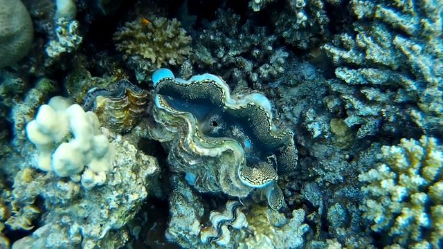 Обитатели Красного моря - большая тридакна / Rugose giant clam. Отель Fort Arabesque, Макади. смотреть онлайн