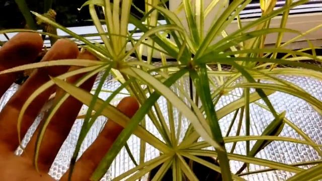 Циперус Вариегантный смотреть онлайн