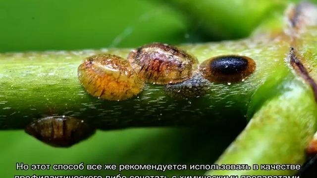 Вредители роз и борьба с ними — как избавиться смотреть онлайн
