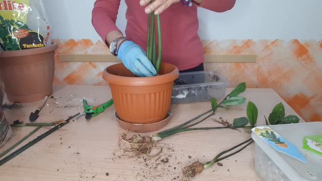 Svaso e cambio la terra alla Zamioculcas! смотреть онлайн
