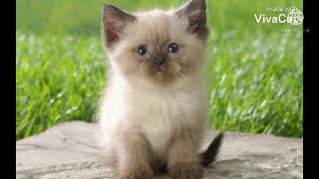 Музыка для расслабления. Совет:закрыть глаза. смотреть онлайн