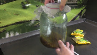 Как приготовить винные дрожжи и для чего они нужны смотреть онлайн