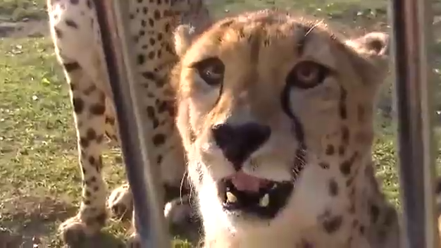 Мяукающие гепарды смотреть онлайн