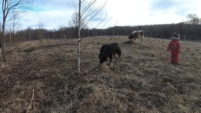 ОСЁЛ НА ХУТОРЕ / ЖИВЁМ НА ЗЕМЛЕ смотреть онлайн