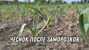 #чеснок после заморозков