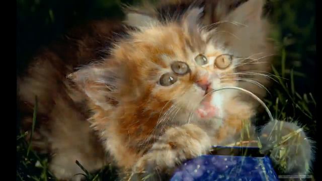 Грустные котЕйки... смотреть онлайн
