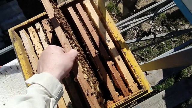 Первые работы весной на пасеке. Отличная зимовка. смотреть онлайн
