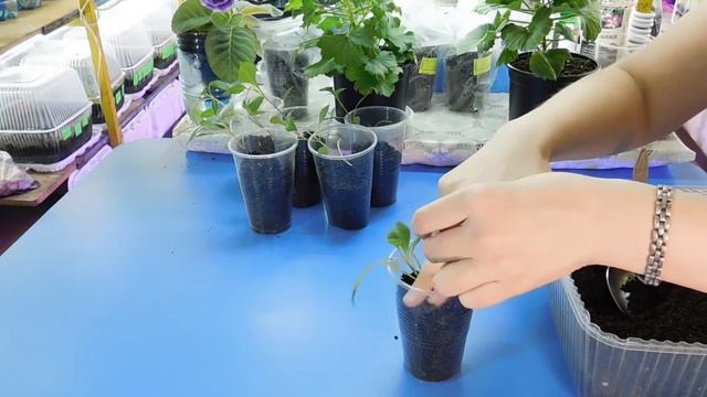 ???РАССАДА ГЕОРГИНОВ ! ЛЁГКИЙ И ПРОСТОЙ СПОСОБ ВЫРАЩИВАНИЯ ИЗ СЕМЯН ! смотреть онлайн