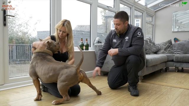 NOT DANGEROUS! THE GIANT XL AMERICAN BULLY DOG смотреть онлайн