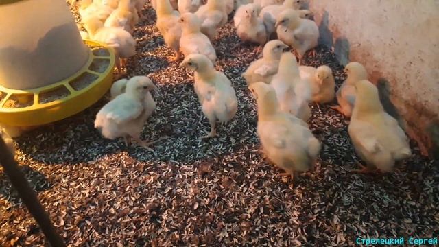 Витамины для бройлеров! Какие выбрать! смотреть онлайн