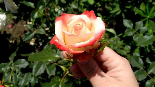 Императрица Фарах! Дельбар 1992г!Описание из роуз бук! Реалии и действительность!Первый год 1,4м! смотреть онлайн