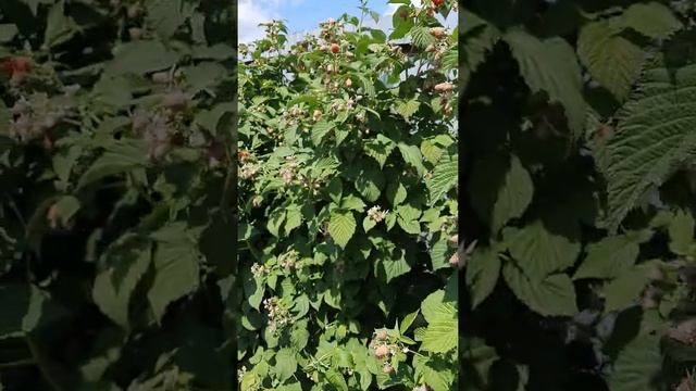 Малина сорт Гусар смотреть онлайн