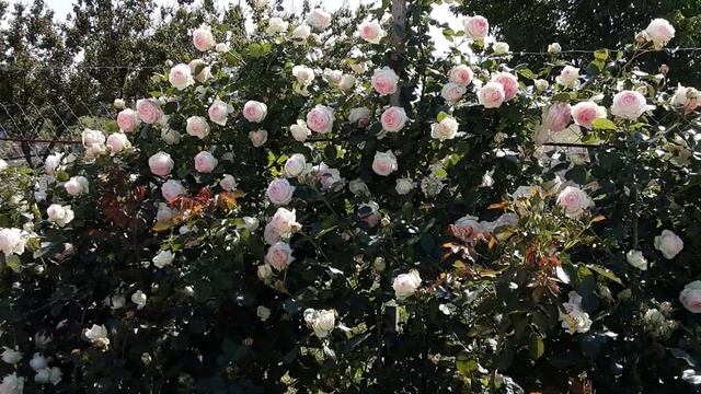 Роза шедевр - Пьер де ронсар или Эден Розе .Питомник роз Полины Козловой rozarium.biz смотреть онлайн