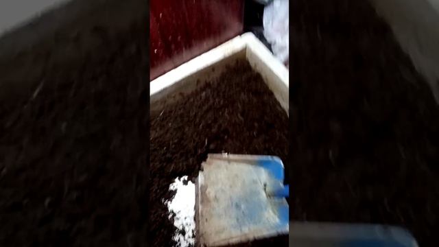 Все..Места нет. Кокон и малек уже не нужен. Такое бывает. смотреть онлайн