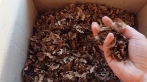 Перегородки грецких орехов