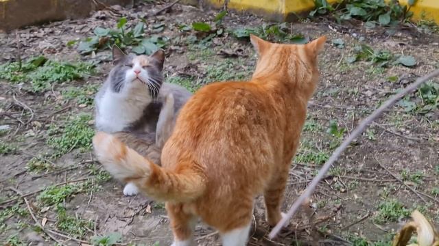 После короткой Ссоры наступило Примирение :) Кот Рыжик и Кошка Маруся