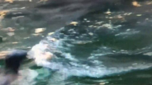 Мы - северные котики! Н.Кузина А.Буянов смотреть онлайн