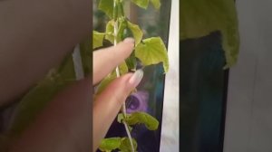 огурец трюкач ,огород на подоконнике.