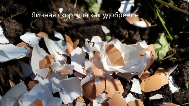 Яичная скорлупа на вес золота! Полезные способы применения смотреть онлайн