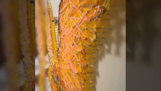 String Art | Жар-Птица от nikapalart | Картина из ниток и гвоздей смотреть онлайн