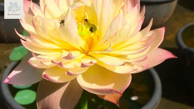 MY 10 FAVOURITE LOTUS VARIETIES смотреть онлайн
