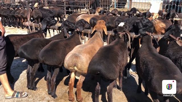 Margilon KOMBINAT optom Qo’y bozori yangi NARXLARI смотреть онлайн