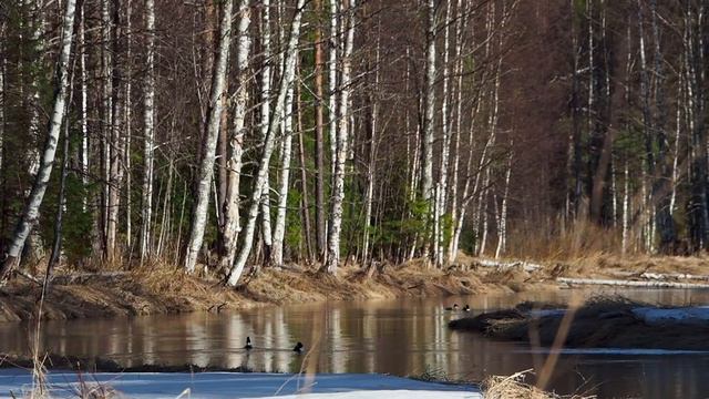 Гоголи на Лососинке, весенние ухаживания смотреть онлайн