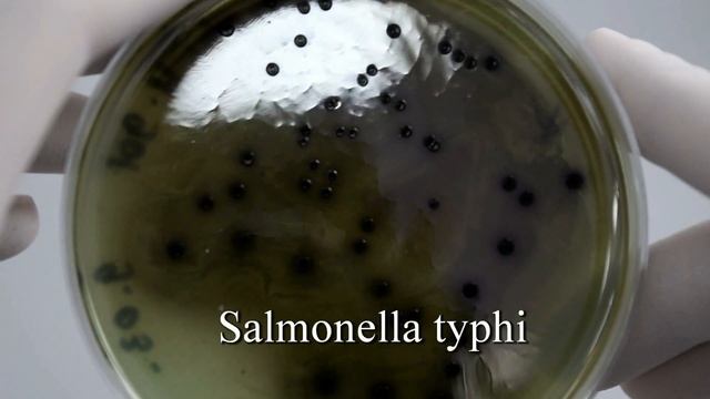 Висмут сульфит ГРМ агар