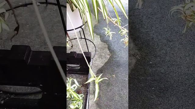 TRENDING SPIDER PLAN JAPAN смотреть онлайн