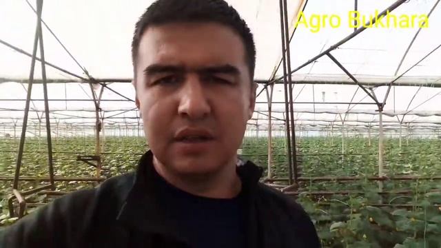 BODRING BARGLARIDA SOXTA UN SHUDRING, ZAMBURUQ KASALLIGI QARSHI KURASHISH