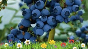 Голубика высокорослая Блюкроп ? Обзор: посадка и уход. саженцы голубики: описание и особенности