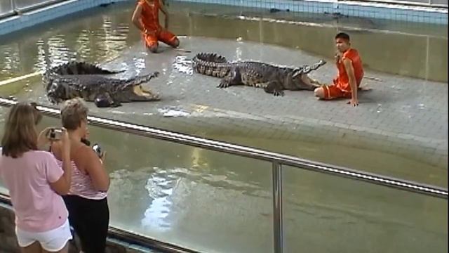 Крокодилы, Паттайя, Опасно для жизни!