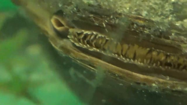 УЖАС - ЭТО ЗУБЫ??!! РЕЧНОЙ МОЛЛЮСК У МЕНЯ В АКВАРИУМЕ В МЕСТЕ С ГУППИ. смотреть онлайн