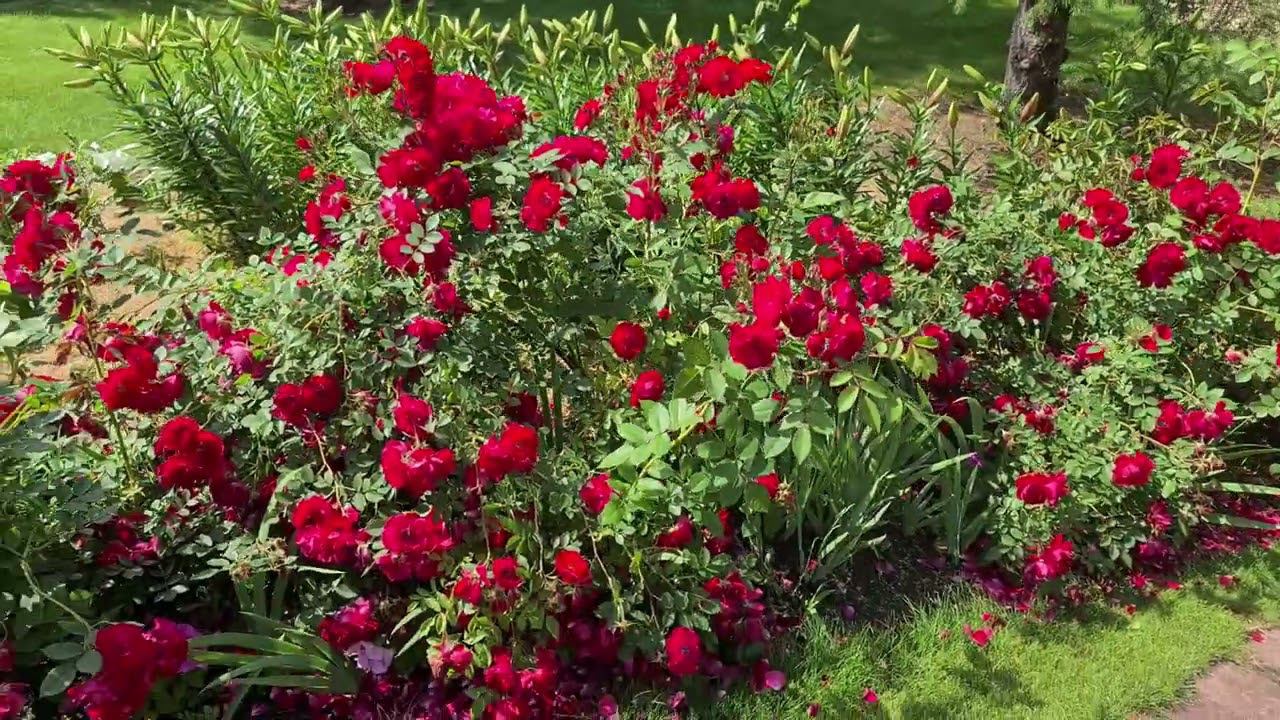 ХВОЙНЫЙ САД в июле. Благоустройство участка продолжается! Часть 2. смотреть онлайн