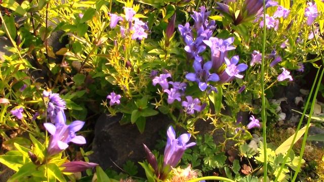 Горечавки в моём саду. смотреть онлайн