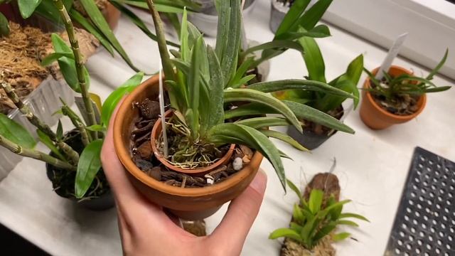 Yih Cheng Orchids 2022. Долгожданная посылка с орхидеями. Meshaara, Oncidium, Tolumnia и другое…