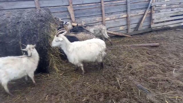 моё хозяйство/звери едят/туман смотреть онлайн