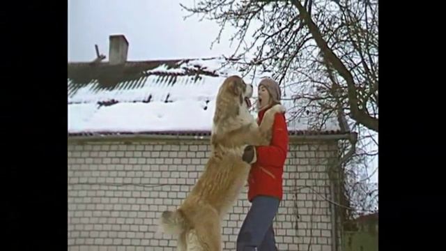 Расул из Кифы, 7 месяцев, (отец Арам из Кифы мать Кисмет), питомник алабаев XXXXL "IZ KIFY", смотреть онлайн