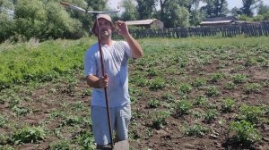 Как правильно полоть картошку... // Деревня 2022  - Работайте бабоньки ))) // Приколы 2022